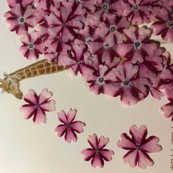 60pcs Presate Uscat Verbena Hortensis Flori Pentru Bijuterii Marcaj carte Poștală Rama Foto Telefon Caz de Luare de Ambarcațiuni DIY Accesorii 14